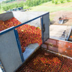 The pulping process of the coffee cherry